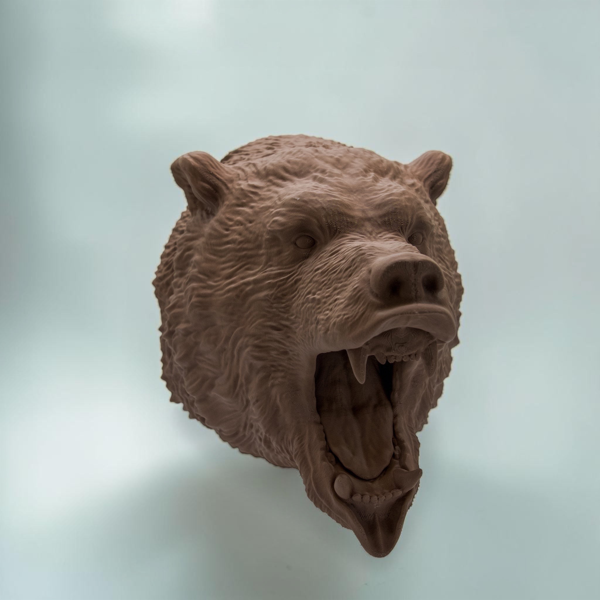 Grizzly Bär