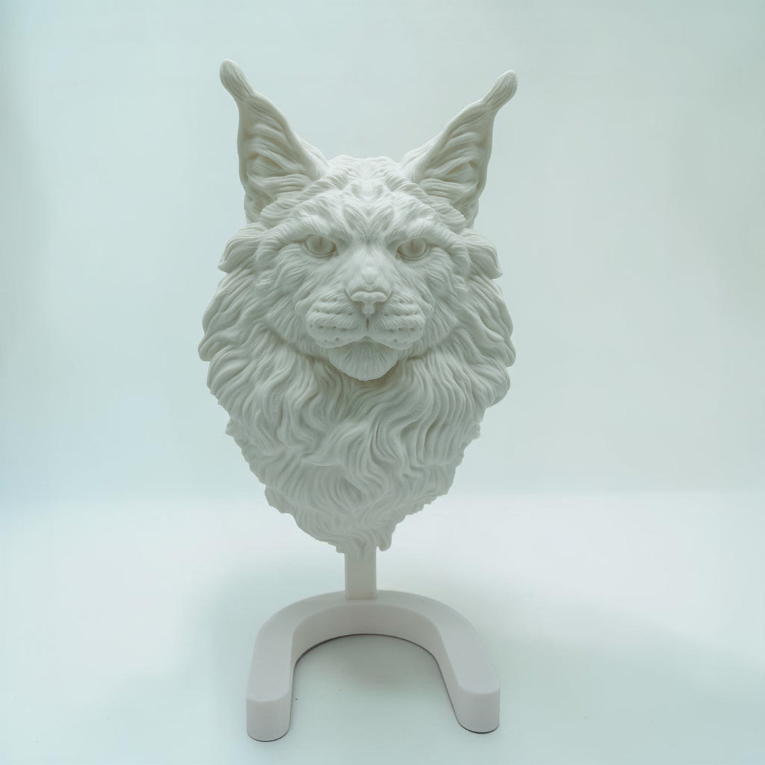 Maine Coon Katze