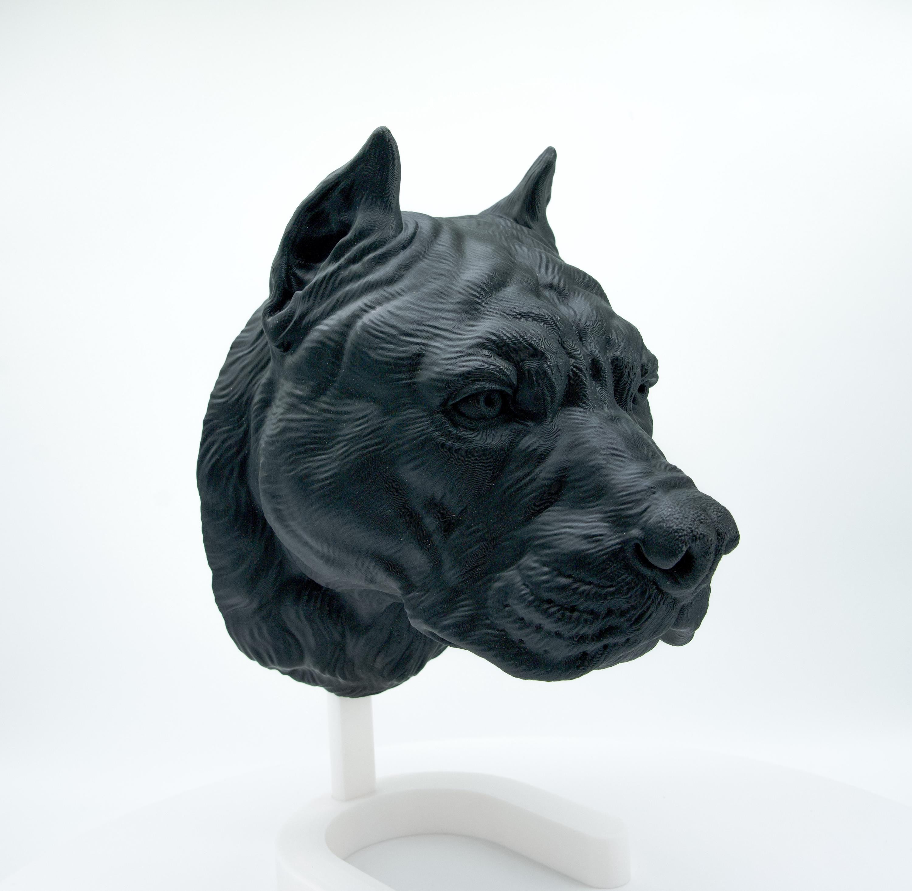 Pit Bull