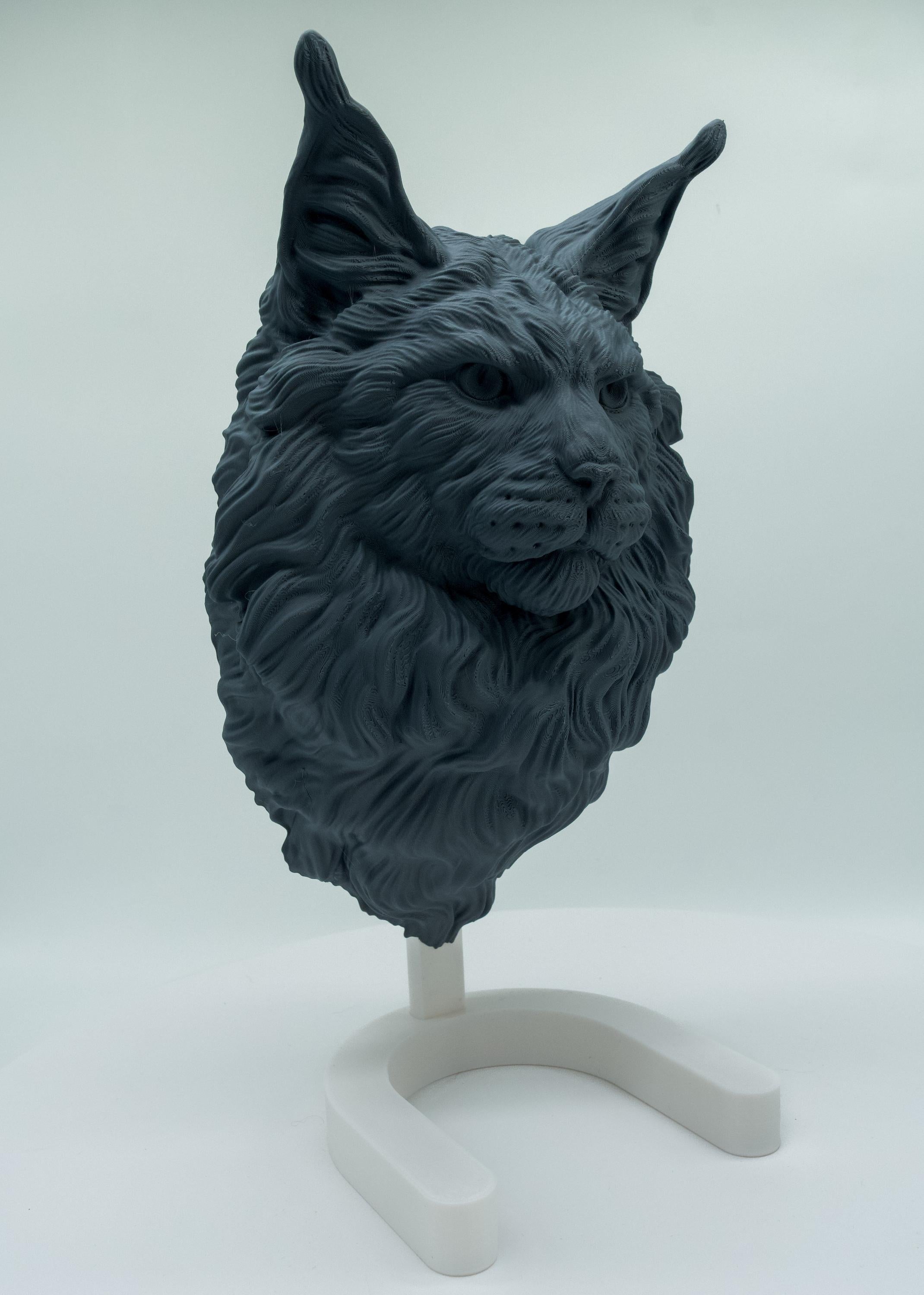 Maine Coon Katze