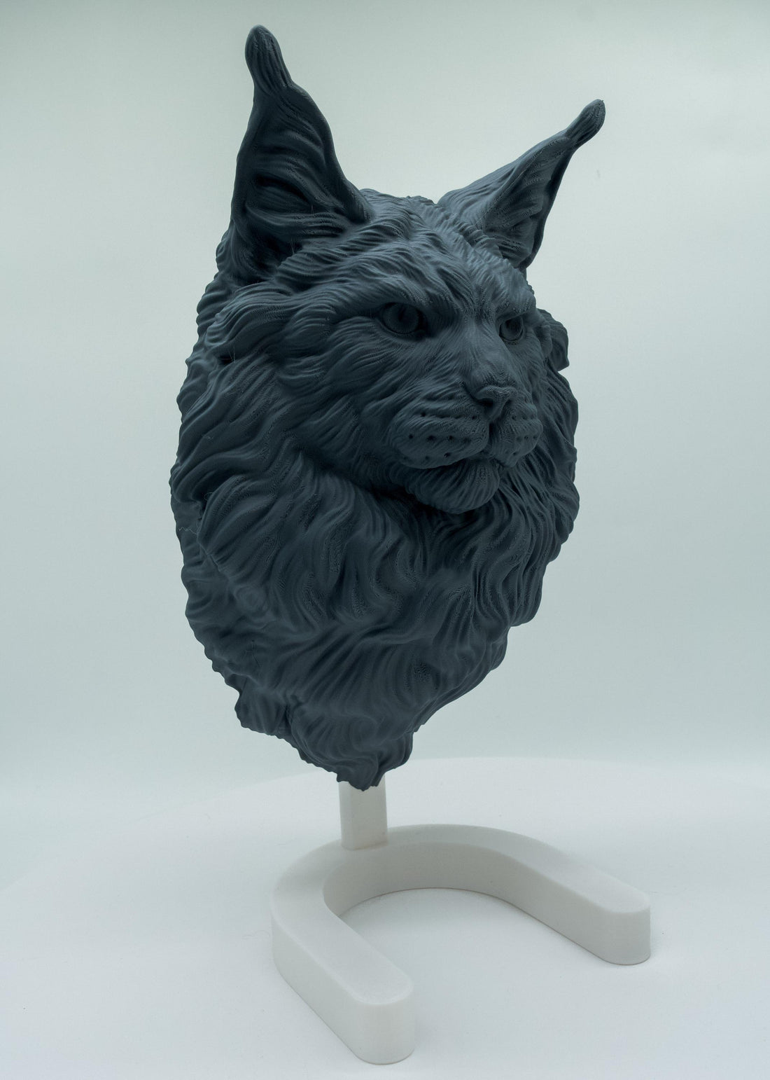 Maine Coon Katze