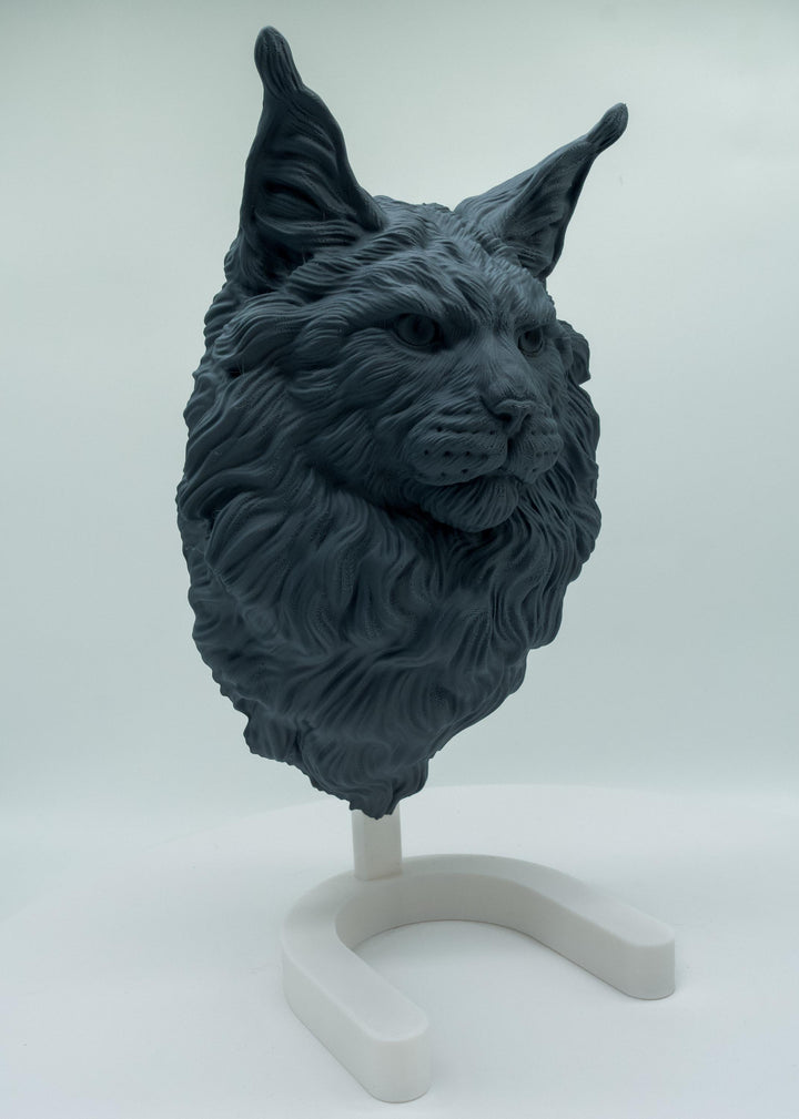Maine Coon Katze