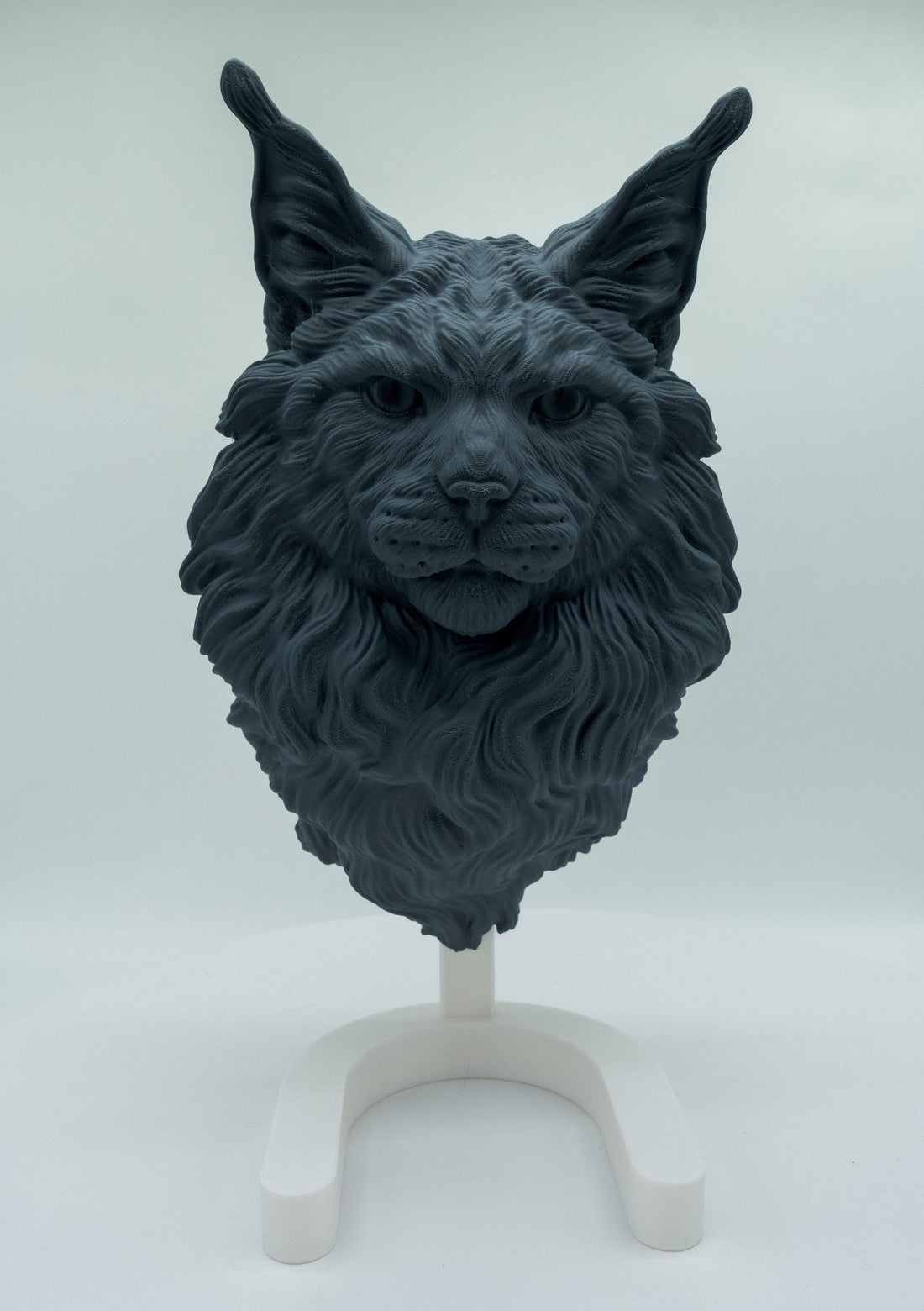 Maine Coon Katze