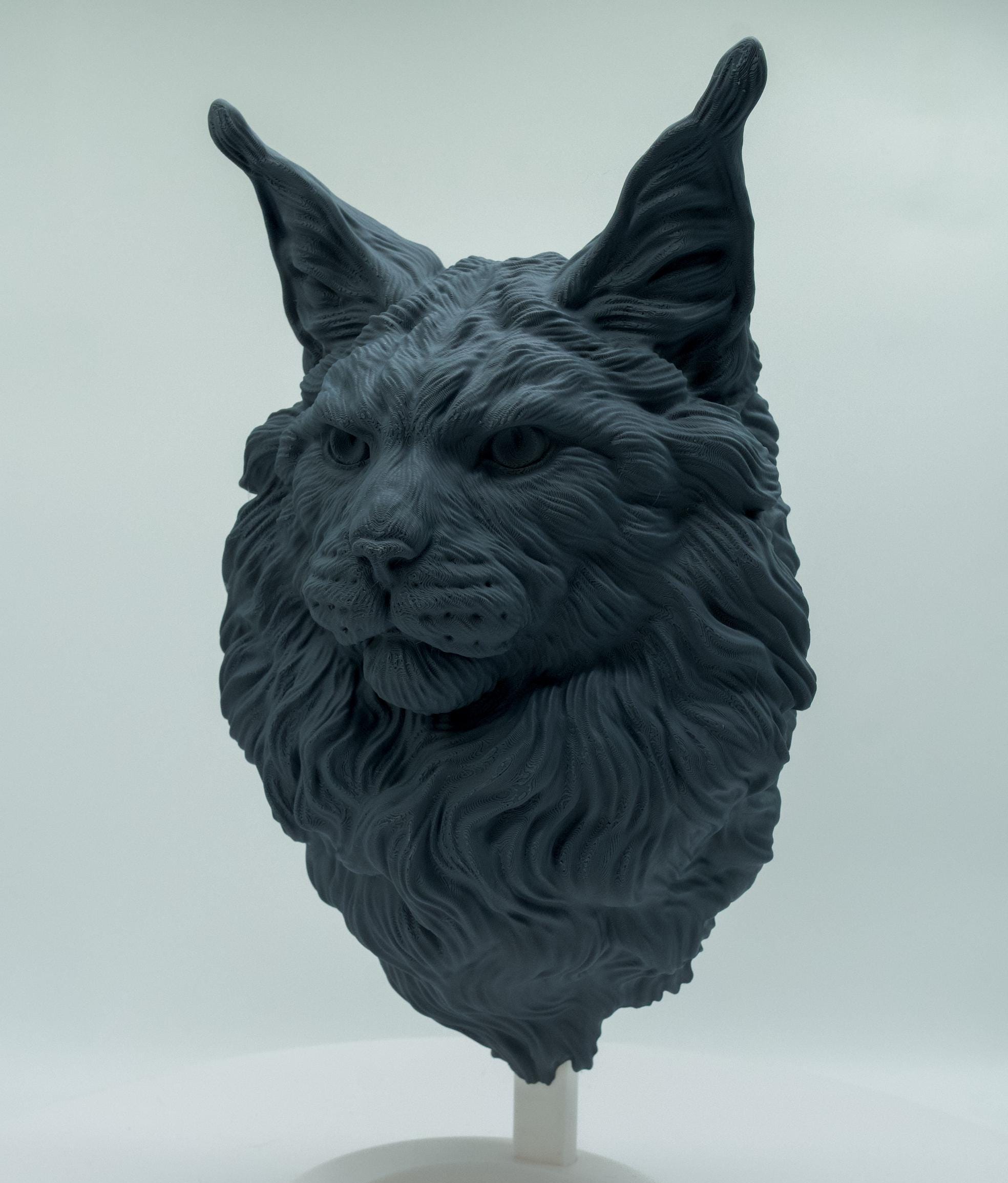 Maine Coon Katze