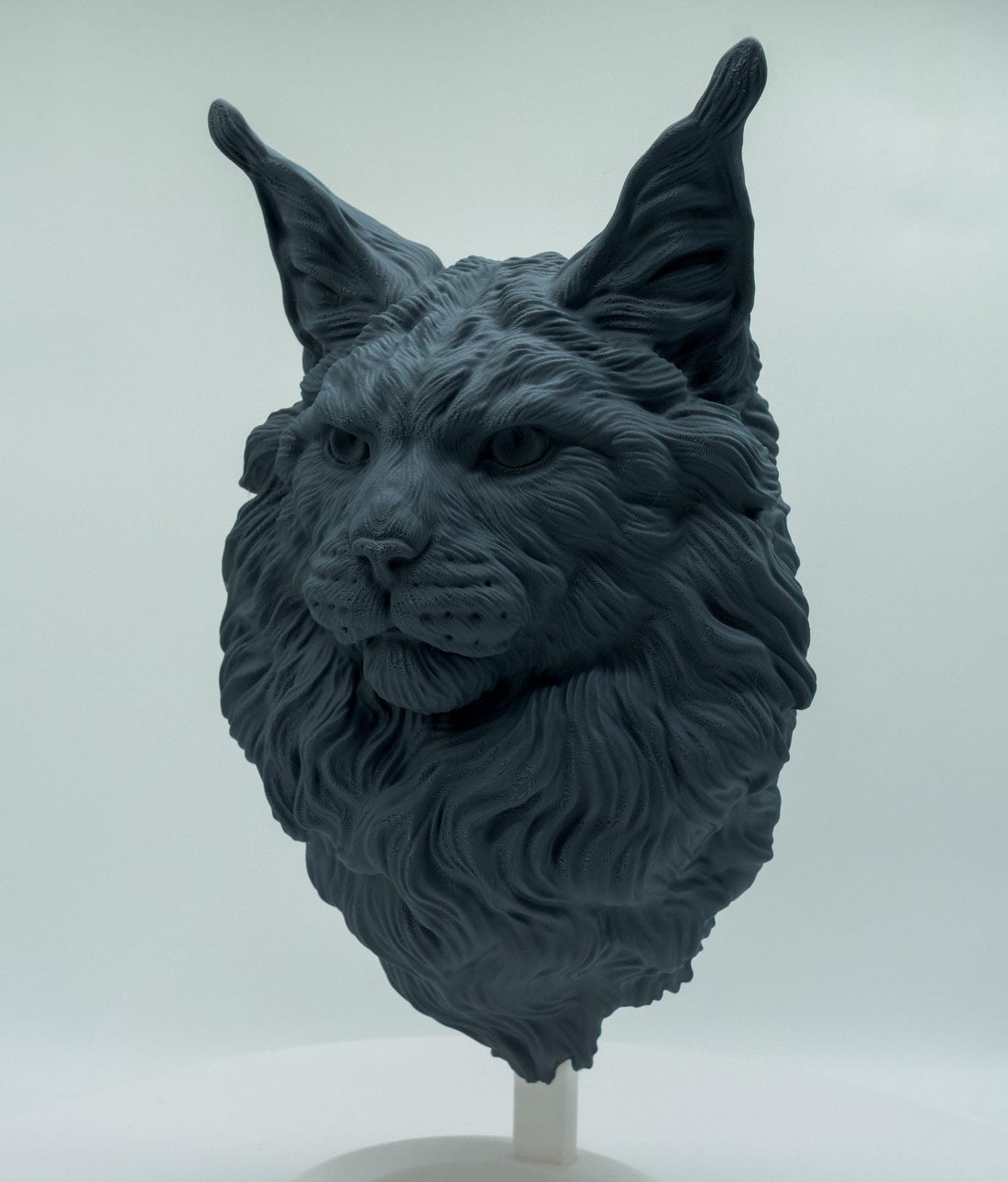 Maine Coon Katze