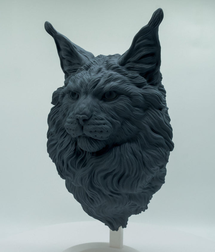 Maine Coon Katze